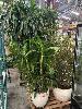 425 · 4 x ASSORTED POTTED PLANTS, 1 x PALLET