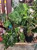 426 · 4 x ASSORTED POTTED PLANTS, 1 x PALLET