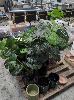 42 · 10 X ARTIFICAL POTTED PLANTS. 4 X PLANTER POTS (1 X PALLET)