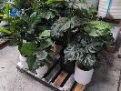 43 · 14 X ARTIFICAL POTTED PLANTS (1 X PALLET)