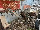 241 · ANTIQUE YARD ART CONVEYOR, "SUNSHINE" NO GST