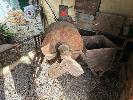 ANTIQUE RUMBLER NO GST