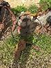 ANTIQUE TRACTOR SEAT, MILK CHURN & WAGON WHEEL NO GST