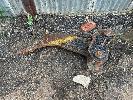 Cat Ripper, 900mm, 50mm Pin