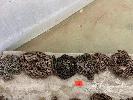 75 · 6 x ASSORTED DOG CHAINS