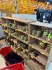 1a · ASSORTED NUTS, THE NUT BROTHERS, CASHEWS, ALMONDS, SOYA CRISPS, APRROX 45 BAGS AND TUBS