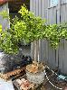 Lime Tree In Wine Barrel Pot