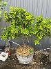 Orange Tree In Wine Barrel Pot