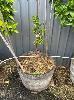 Blood Lime Tree In Wine Barrel Pot