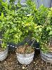 Dwarf Lemon Tree In Wine Barrel Pot