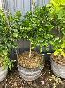Lime Tree In Wine Barrel Pot