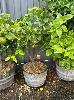 Dwarf Lemon Tree In Wine Barrel Pot