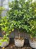 Unknown Citrus Tree In Wine Barrel Pot