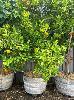 Cumquat Tree In Wine Barrel Pot