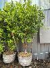 Mandarin Tree In Wine Barrel Pot