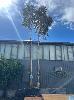 Pair Gum Trees, 24ft
