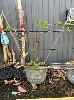 273 · PINK LADY APPLE TREE IN WINE BARREL POT