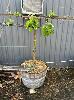 Pink Lady Apple Tree In Wine Barrel Pot