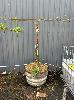 Pink Lady Apple Tree In Wine Barrel Pot