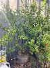 Pomegranate Tree In Wine Barrel Pot, With Chilli Plant