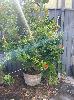 Orange Tree In Wine Barrel Pot