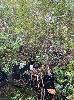 ASSORTED NATIVE TREES, (2 x PALLETS)