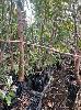 NATIVE TREES, (2 x PALLETS)