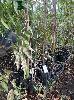 NATIVE TREES, (1 x PALLET)