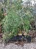 12 X Fern Plants, (1 X Pallet)