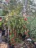 Assorted Native Trees, Upto 20ft Tall, (1 X Pallet)