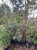 Assorted Native Trees, Upto 20ft Tall, (1 X Pallet)