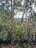 Assorted Native Trees, Upto 20ft Tall, (1 X Pallet)