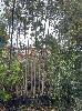Assorted Native Trees, Upto 20ft Tall, (1 X Pallet)