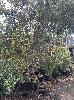 Assorted Native Trees, Upto 15ft Tall, (1 X Pallet)