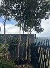 6 X Gum Trees, 25ft