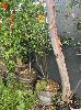 Pomegranate Tree In Wine Barrel Pot, Lime Treen In Wine Barrel Pot, & Unknown Tree In Wine Barrel Pot
