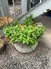 Cumquat Tree In Wine Barrel Pot, With Mint Plant