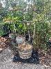 Red Flesh Apple Tree In Wine Barrel Pot
