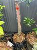 289 · PAIR OF GUM TREES, 20ft