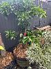 Orange Tree In Wine Barrel Pot