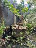 Lemon Tree In Wine Barrel Pot