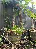 Mandarin Tree In Wine Barrel Pot