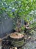 285 · DWARF LIME TREE IN WINE BARREL POT