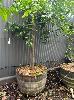 284 · UNKNOWN CITRUS TREE IN WINE BARREL POT