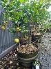 Lemon Tree In Wine Barrel Pot