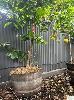282 · AVOCADO TREE IN WINE BARREL POT, 10fT