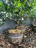 Lemon Tree In Wine Barrel Pot
