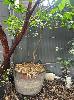 Lemon Tree In Wine Barrel Pot