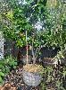 Grapefruit Tree In Wine Barrel Pot