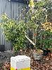 Unknown Tree In Wine Barrel Pot